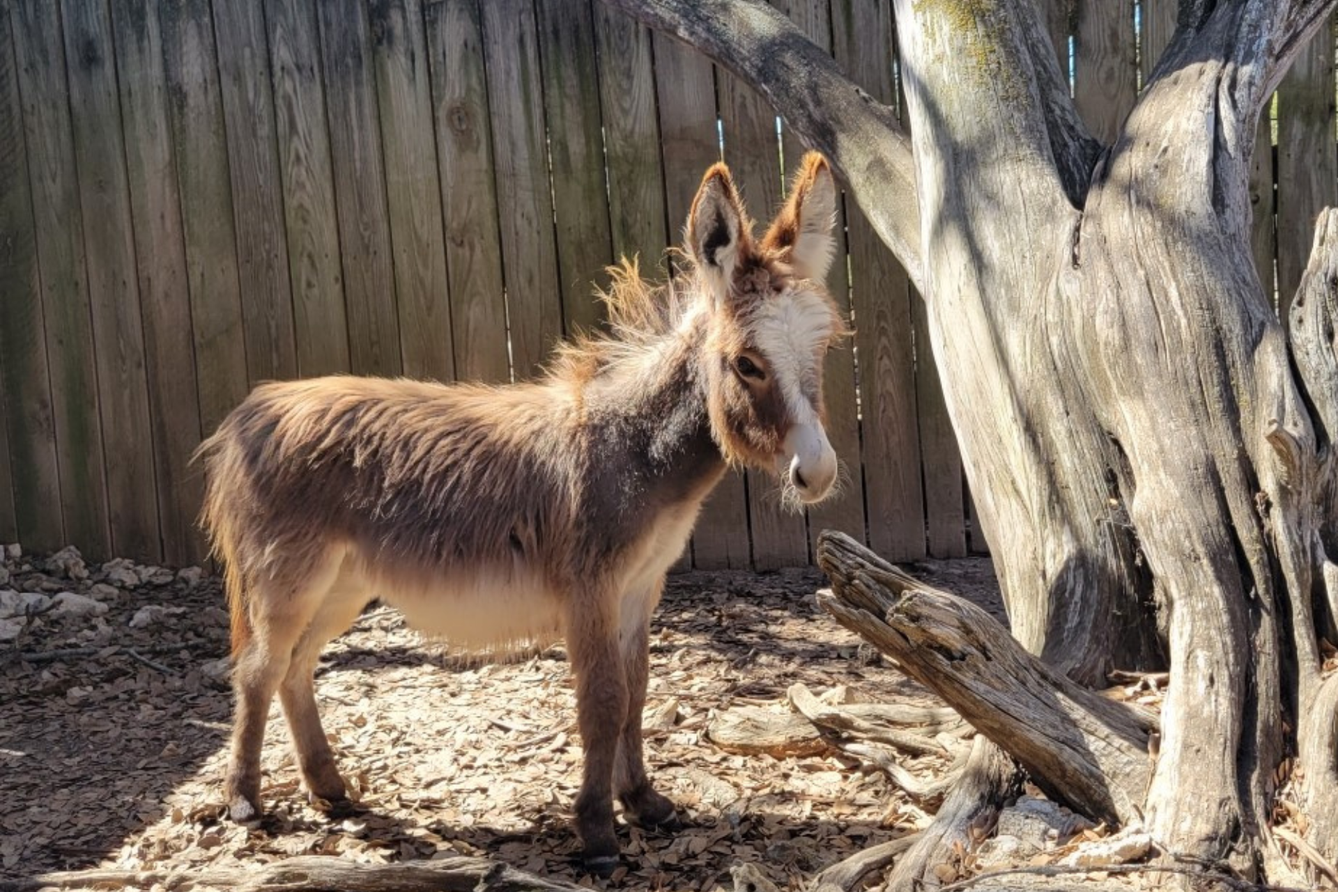 Austin Zoo